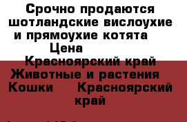 Срочно продаются шотландские вислоухие и прямоухие котята ! › Цена ­ 2 500 - Красноярский край Животные и растения » Кошки   . Красноярский край